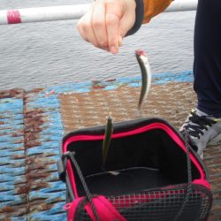 オリジナルメーカー海づり公園(市原市海づり施設) 釣果