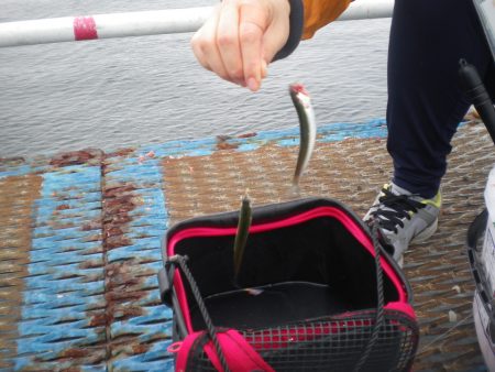 オリジナルメーカー海づり公園(市原市海づり施設) 釣果