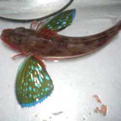 オリジナルメーカー海づり公園(市原市海づり施設) 釣果