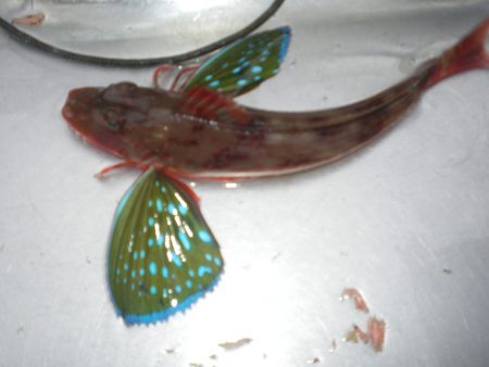 オリジナルメーカー海づり公園(市原市海づり施設) 釣果