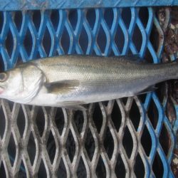 オリジナルメーカー海づり公園(市原市海づり施設) 釣果