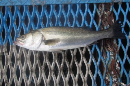オリジナルメーカー海づり公園(市原市海づり施設) 釣果