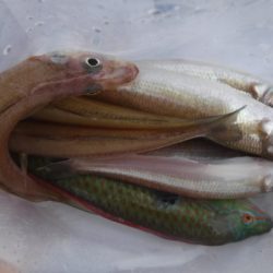 遊漁船 幸友丸 釣果