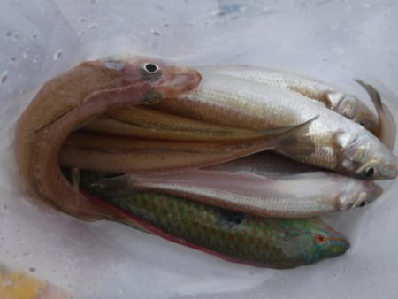 遊漁船 幸友丸 釣果