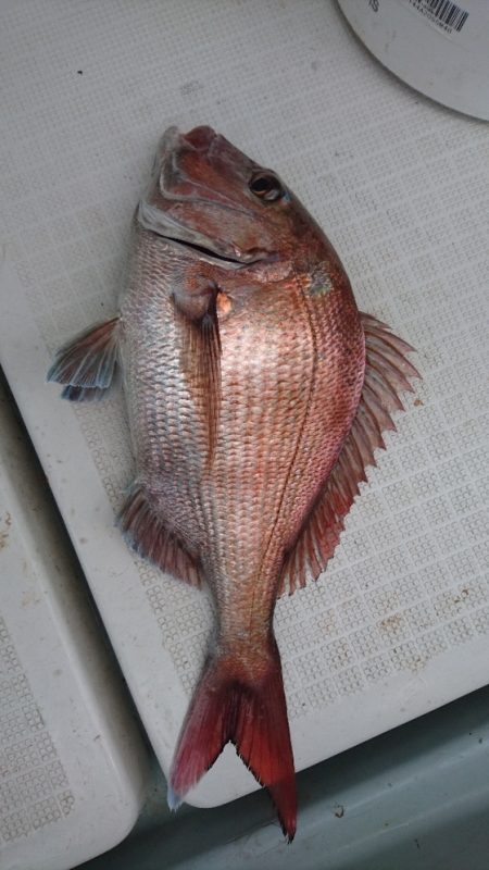 遊漁船ブルーウッズ 釣果