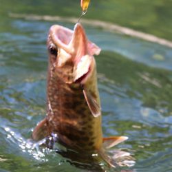 小菅トラウトガーデン 釣果