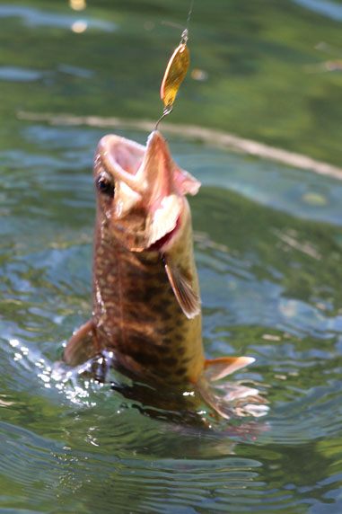 小菅トラウトガーデン 釣果