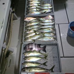 エンペラー 釣果