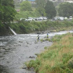 狩野川（狩野川漁業協同組合） 釣果