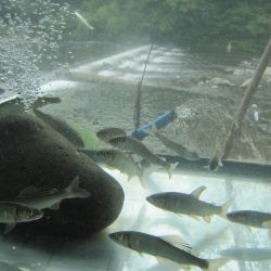 狩野川(狩野川漁業協同組合) 釣果