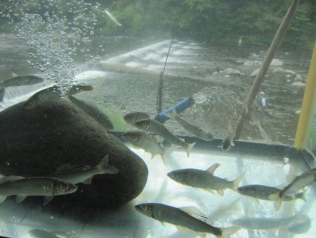 狩野川(狩野川漁業協同組合) 釣果
