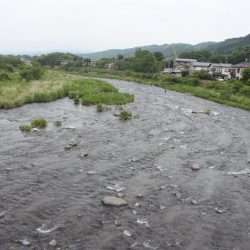 狩野川(狩野川漁業協同組合) 釣果