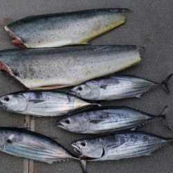 へいみつ丸 釣果