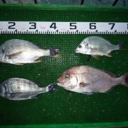 海山フィッシングセンター 釣果