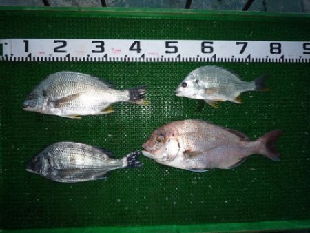 海山フィッシングセンター 釣果