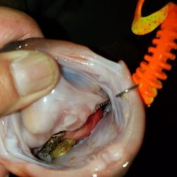 Magic(マジック) 釣果