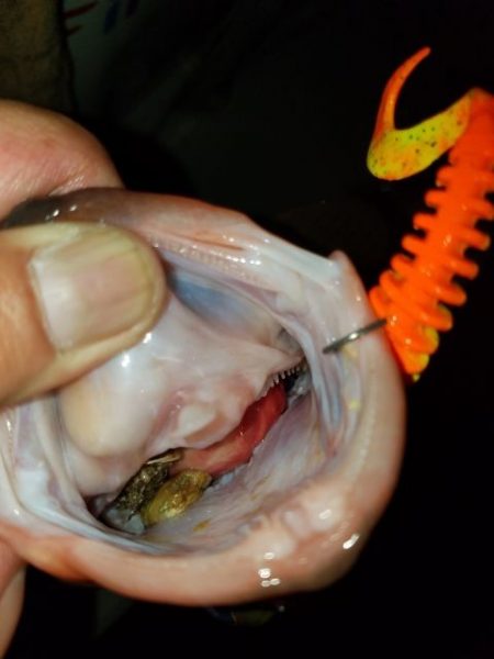 Magic(マジック) 釣果