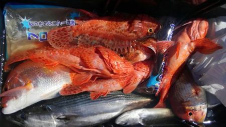 遊漁船 新鋭丸 釣果