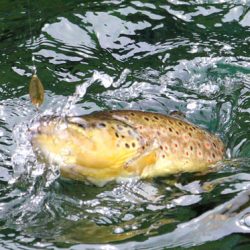 小菅トラウトガーデン 釣果