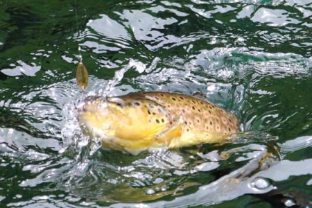 小菅トラウトガーデン 釣果