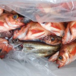 第二むつ漁丸 釣果