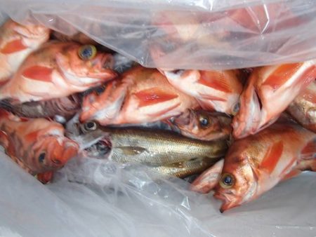 第二むつ漁丸 釣果