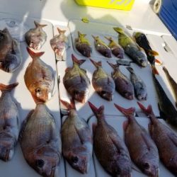 暁〜akatsuki〜 釣果