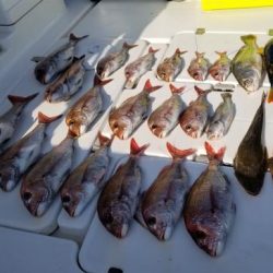 暁〜akatsuki〜 釣果