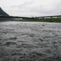 狩野川(狩野川漁業協同組合) 釣果