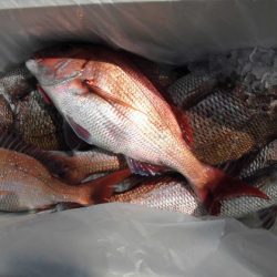 大進丸(新潟) 釣果