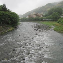 狩野川（狩野川漁業協同組合） 釣果
