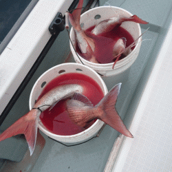 遊漁船ブルーウッズ 釣果