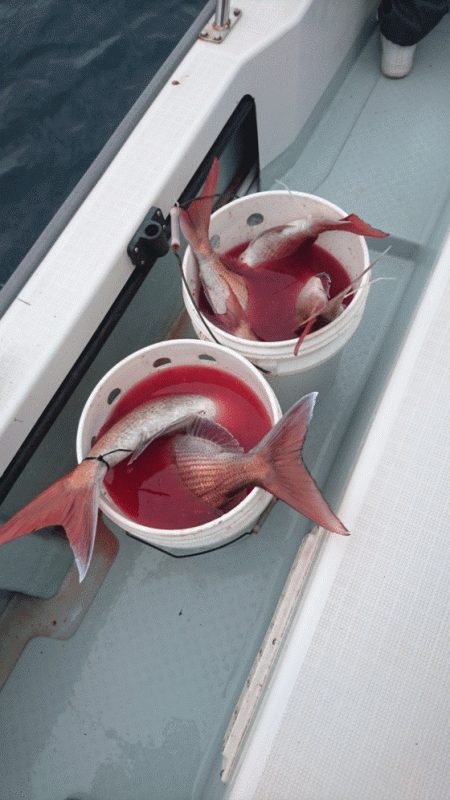 遊漁船ブルーウッズ 釣果