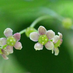 小菅トラウトガーデン 釣果