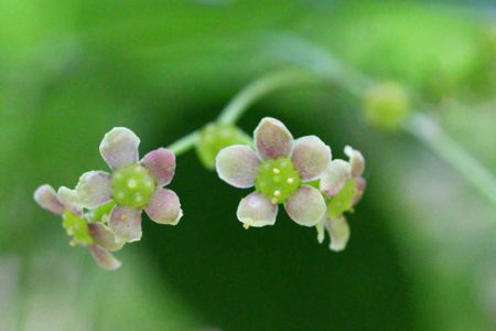小菅トラウトガーデン 釣果