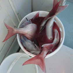 遊漁船ブルーウッズ 釣果