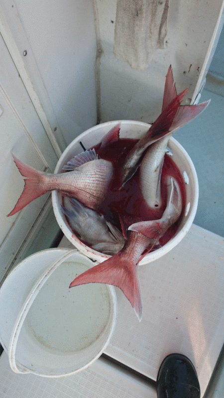 遊漁船ブルーウッズ 釣果