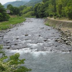狩野川(狩野川漁業協同組合) 釣果