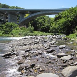 狩野川(狩野川漁業協同組合) 釣果