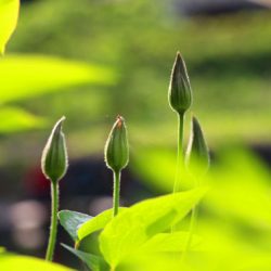 小菅トラウトガーデン 釣果