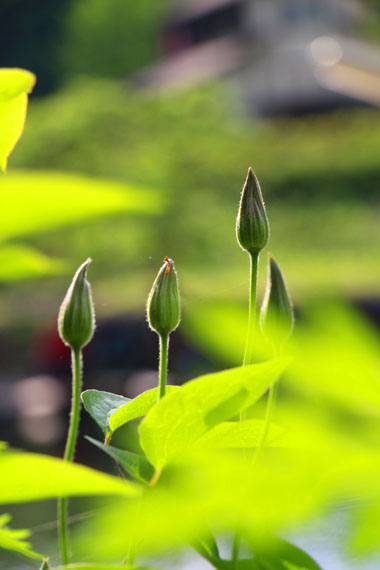 小菅トラウトガーデン 釣果