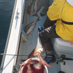 遊漁船ブルーウッズ 釣果