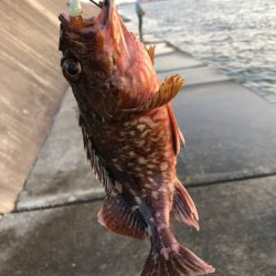 神戸ガシリング2