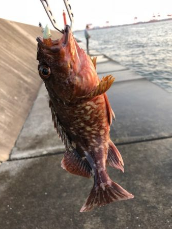 神戸ガシリング2