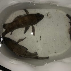 二見メバリング6