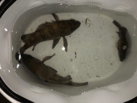 二見メバリング6