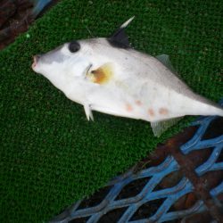 オリジナルメーカー海づり公園(市原市海づり施設) 釣果