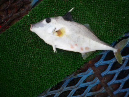 オリジナルメーカー海づり公園(市原市海づり施設) 釣果