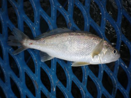 オリジナルメーカー海づり公園(市原市海づり施設) 釣果