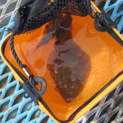 オリジナルメーカー海づり公園(市原市海づり施設) 釣果